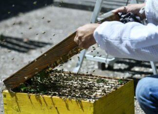 ‘UMIRU U MUKAMA’ Pčelari u suzama zbog masovnog trovanja pčela: ‘Sve je uništeno. Nećemo imati ni kilogram meda’