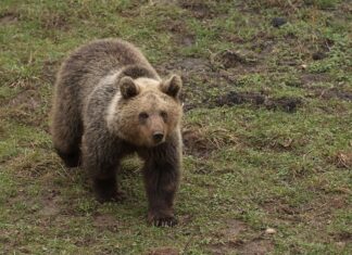 Medvjed napao čovjeka na području Plitvičkih jezera