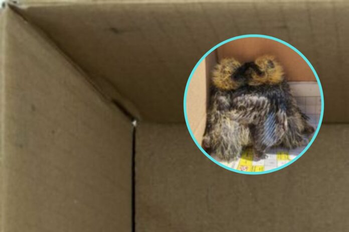Ptići u kutiji dostavljeni Azilu Dumovec