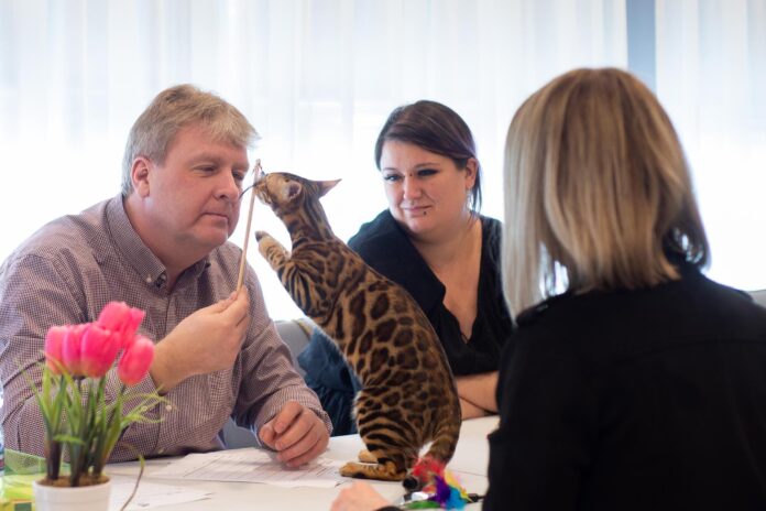 Bengalska mačka - ocjenjivanje