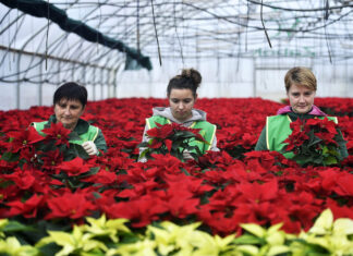 Cvjećarka otkriva detalje: Za preživljavanje božićne zvijezde potrebna su dva poteza