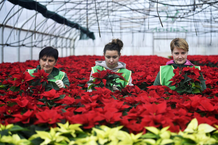 Zagreb, 24.11.2016 - Bozicne zvijezde u Vrtlariji Cucek