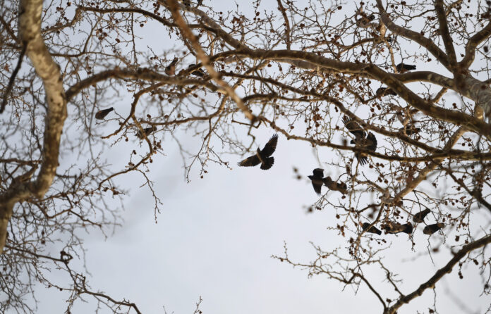 Zadar, 15.03.2023 - Sive vrane u krosnji platana na zadarskoj rivi