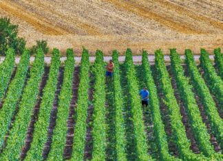 Neobična voćka može donijeti odličnu zaradu: Mnogi Hrvati za nju još nisu ni čuli