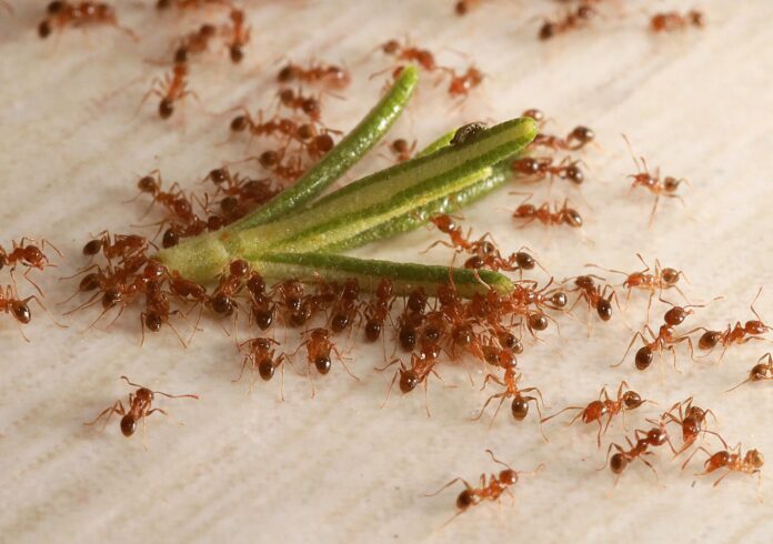 06.08.2020 / Insekten Hymenoptera Hautflügler Ameisen Ameise Hausameisen Pheidole pallidula und Rosmsarinblättchen *** 0