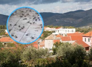 Prizor u Dalmaciji šokirat će sve koji se spremaju na more: ‘Treba paziti jer mogu snažno ugristi’