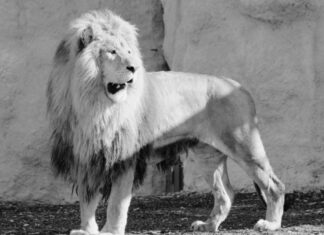 Tužna vijest iz zagrebačkog Zoološkog vrta: ‘Opraštamo se od Lea’