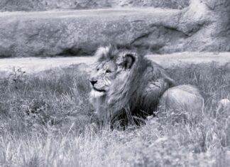 Posljednji ispraćaj ‘zagrebačkog kralja’: Zoološki objavio dirljiv video