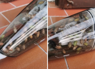 Zagrepčanka Tomaševiću poslala što je ulovila usisavačem: ‘Ovo nije dostojanstven život’