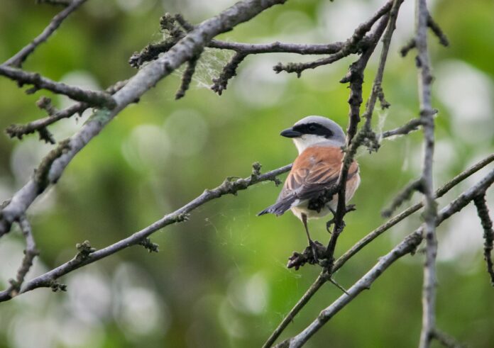 Rusi svračak_mužjak_foto Udruga BIOM