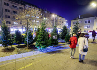 Poznati hrvatski vrtlar dao važan savjet uoči Božića: ‘Oprez prilikom kupovine ovog bora’