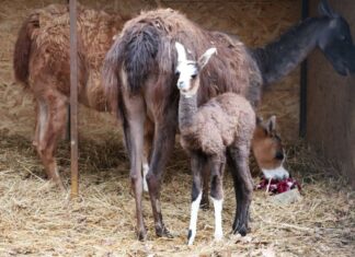 Prinova u zagrebačkom ZOO-u: ‘Plod je avanture s ruba maksimirske šume’