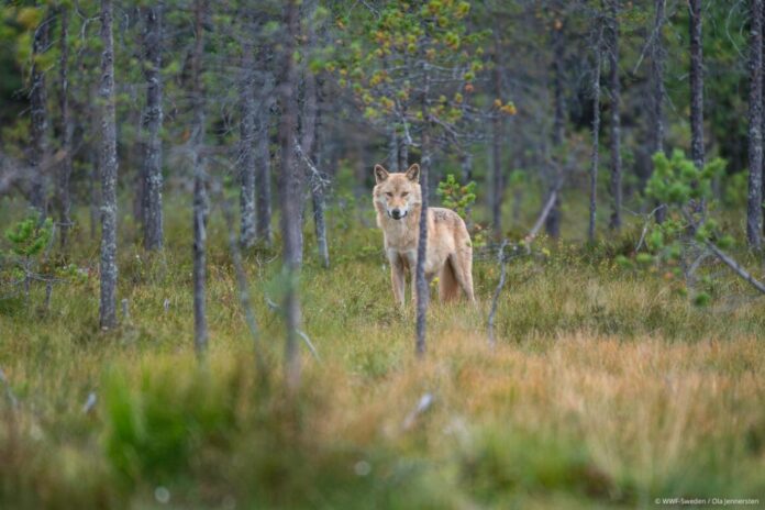 Untitled design - 2024-12-04T125330.038