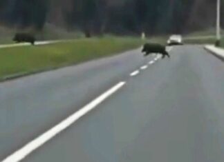 Veprovi u akciji na Gračanskoj cesti: Izletjeli pred automobile, dva po dva