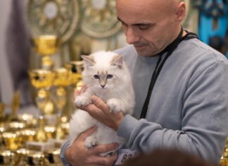 Međunarodna izložba mačaka u Rijeci: Po prvi put predstavljanje Cashmere i Transilvanijske mačke