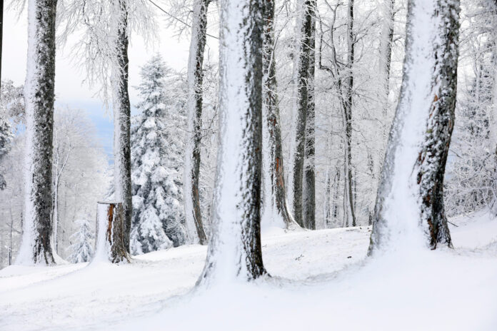 Zagreb, 10.01.2023 - Snijeg zabijelio vrh Medvednice