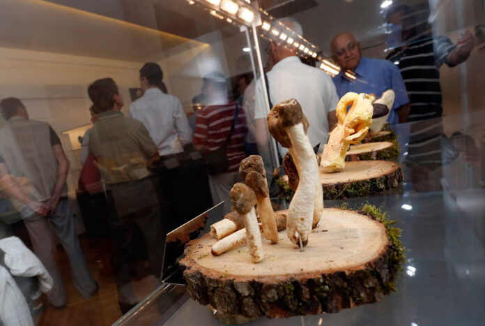 Zagreb, 10.05.2013 - Milan Bandic otvorio Muzej gljiva na Jelacicevom trgu