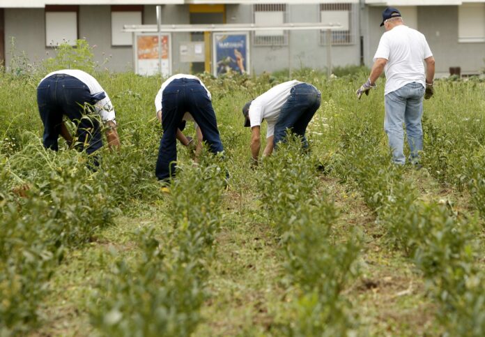 Zatvorenici ciste ambroziju 200809