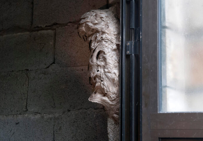 Metkovic, 11.09.2014 - Metkovski vatrogasci uklanjaju gnijezdo strsljena iz garaze