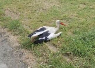 Akcija u Zagrebu, s nogometnog igrališta spašavali rodu: ‘Kada su preplašene, ukipe se’