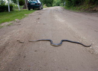 Ako ovo imate u dvorištu, budite jako oprezni: Zmije privlači poput ‘magneta’