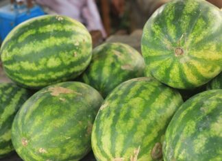 Uzgajivač otkrio kako odabrati najbolju lubenicu: Zaboravite na lupkanje, ovo je pravi način