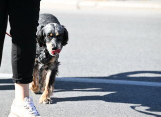 Pas osjeća bolje od vas: Ako ovo napravi u blizini nekoga, ta osoba vam vjerojatno želi zlo