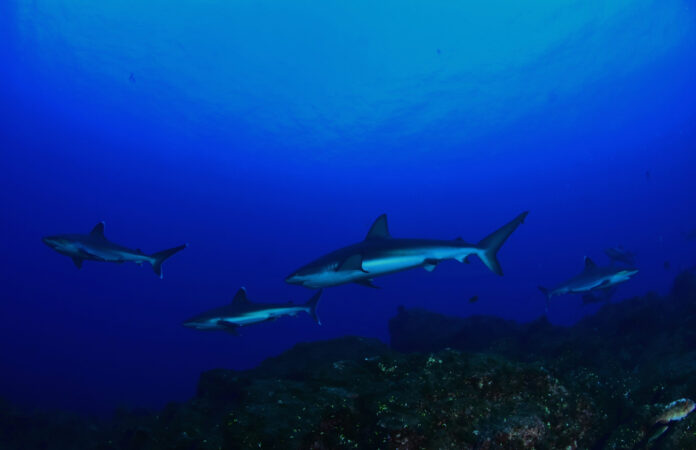 Socorro, 01.07.2021 - Silky svileni morski pas, nazvan je po glatkoj teksturi koze.