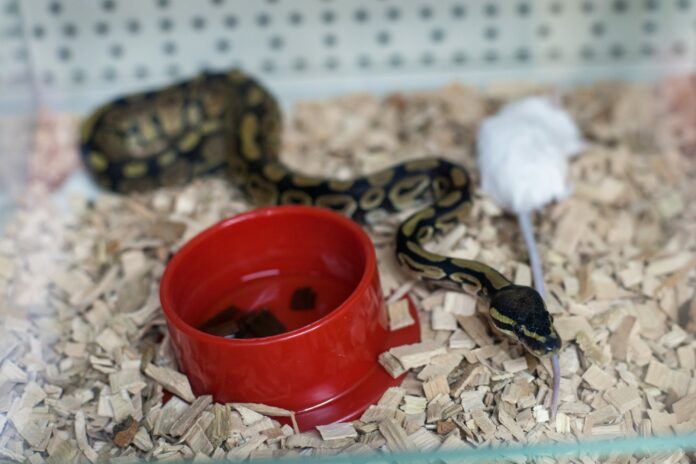 Split, 14.08.2015 - Egzoticne zivotinje