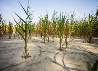 Skupljaju maglu, ali ne ‘prodaju zjake’: Uz ovu ideju suše bi mogle postati prošlost