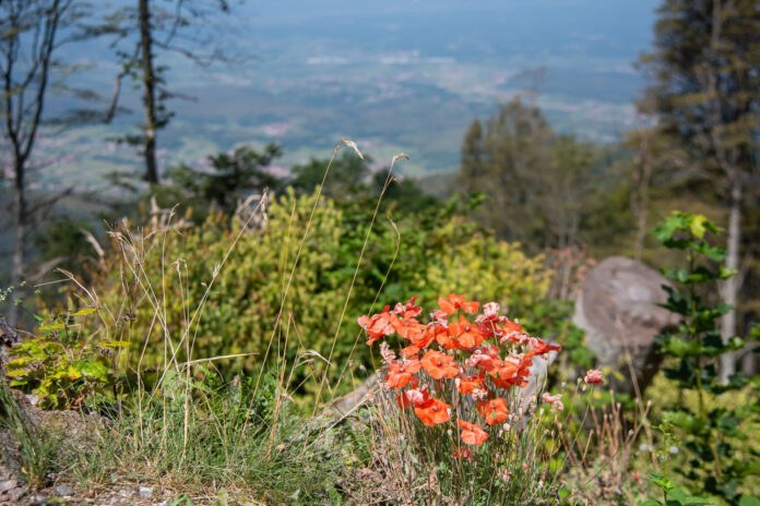 Zagreb, 17.08.2024 -Uzivanje na svjezem sljemenskom zraku u subotnje jutro