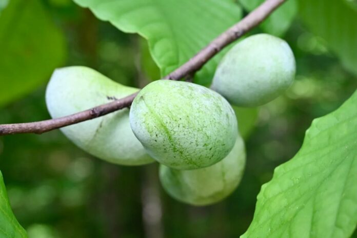 Indijska banana (Foto: Native Plants Unlimited)