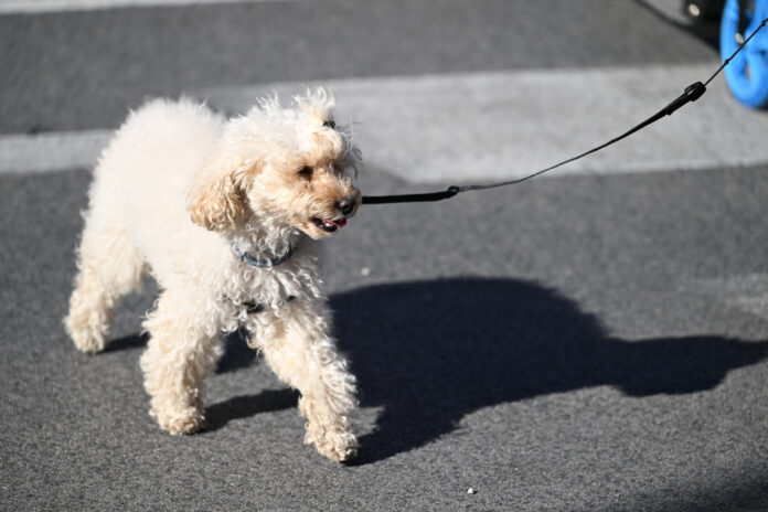 Split, 29.05.2025 - Prosvjed stanara u staroj gradskoj jezgri zbog nedostatka opskrbnih punktova oko zasticene UNESCO-ove zone