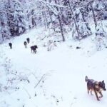 Objavili snimku zvijeri na Plitvicama, neki su vidjeli i više: ‘Ovo je za sve ‘stručnjake’