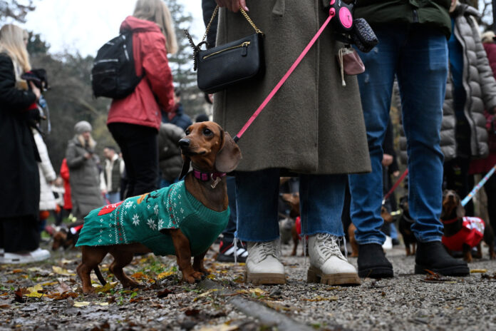 Zagreb, 06.12.2025 - Adventska spica jazavcara od Ribnjaka do Zrinjevca