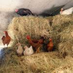 Kod Zagreba žele prodavati domaća jaja pa dobili upozorenje: ‘Ispod toga se ne isplati’