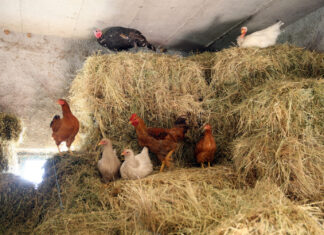 Kod Zagreba žele prodavati domaća jaja pa dobili upozorenje: ‘Ispod toga se ne isplati’